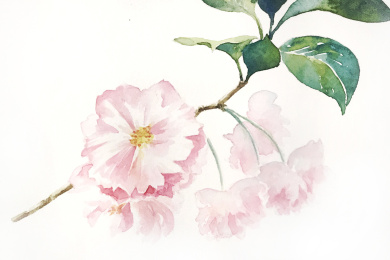 樱花水彩手绘插画元素