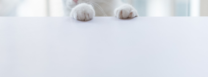 猫的爪子趴在桌子上