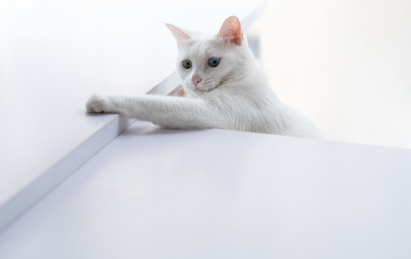 白色的猫在室内玩耍