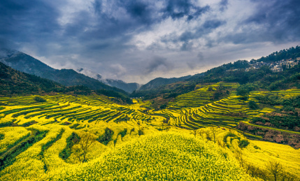 婺源油菜花海