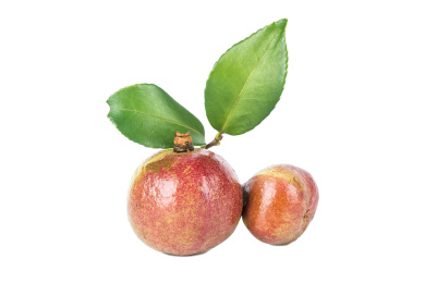 油茶籽/植物食用油背景素材