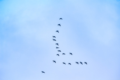 大雁