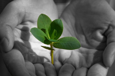 双手捧着的树苗