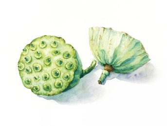 水彩食物莲蓬插画