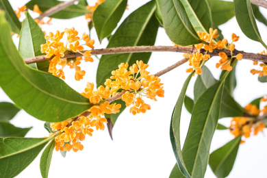 桂花 桂花 新鲜 月桂