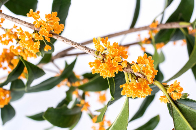 桂花 桂花 新鲜 月桂