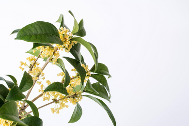 桂花 桂花 新鲜 月桂