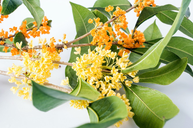 桂花 桂花 新鲜 月桂