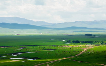 蒙古草原 牛羊成群