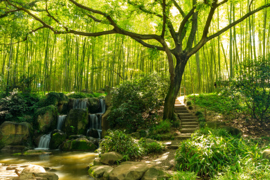 虎丘的竹林清晨