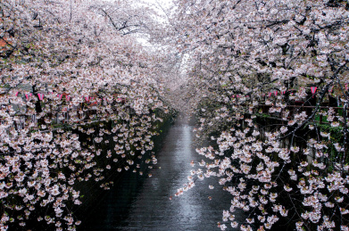 目黑川 樱花祭
