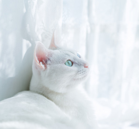 白色的猫在窗户附近晒太阳