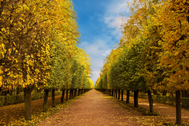 俄罗斯秋色林荫大道