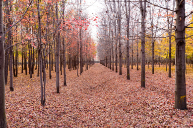 落叶满地的枫树林 落叶
