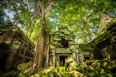 柬埔寨吴哥窟塔布隆寺遗迹里与废墟共生的古树