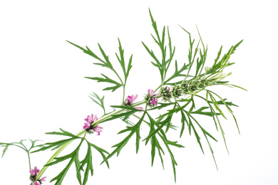 新鲜的益母草在白背景上/中草药素材