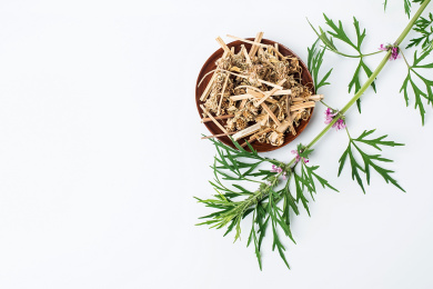 新鲜的益母草在白背景上/中草药素材