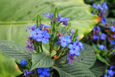 喜花草 花朵 艳丽