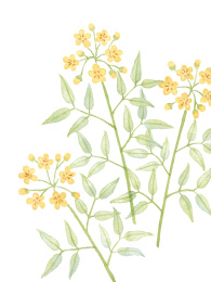 水彩手绘植物插画
