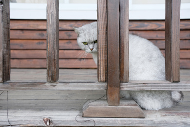 一只蹲在栏杆边上的猫