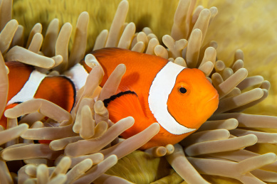 海葵中的小丑鱼