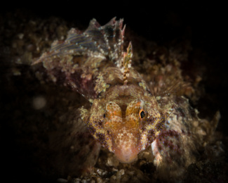 宽海蛾鱼 宽海蛾鱼