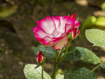 蔷薇花