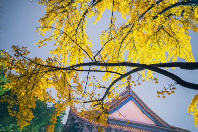 浙江省嘉兴市新塍古镇小蓬莱能仁寺千年古银杏金黄色叶子古建筑高清大图