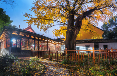 浙江省嘉兴市新塍古镇小蓬莱能仁寺千年古银杏金黄色叶子古建筑高清