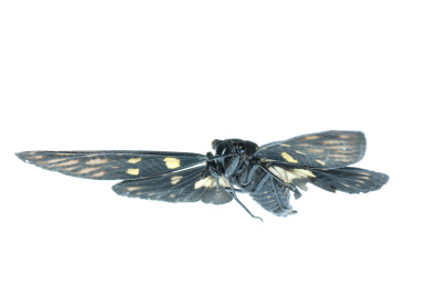 飞隔绝在白色昆虫蝉虫