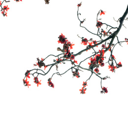 木棉树花隔离