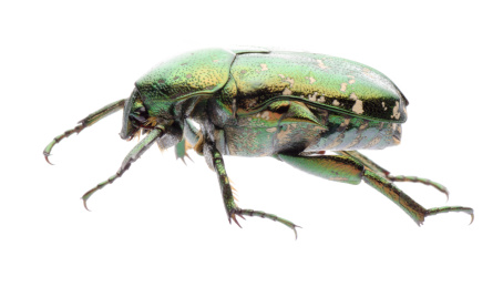 青蚨隔绝在白色背景