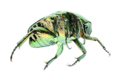 青蚨隔绝在白色背景