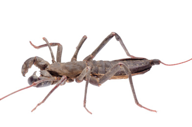 vinegaroon蝎隔绝在白色背景