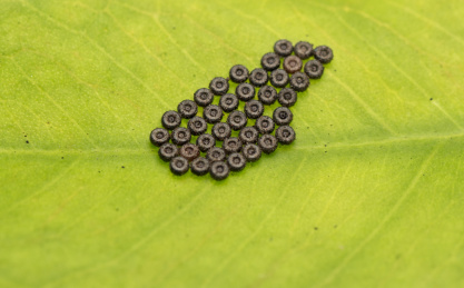 蝴蝶鸡蛋宏 动物蛋