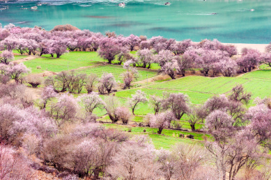 西藏林芝索松村风光