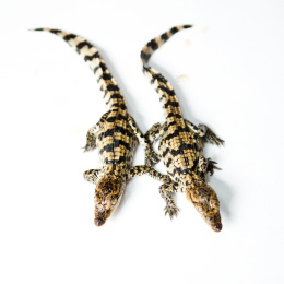 小鳄鱼宝宝隔绝在白色.