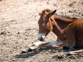 年轻的驴,卧在地面上.