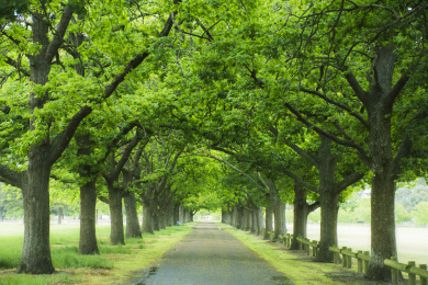 林荫道 林荫大道 树木