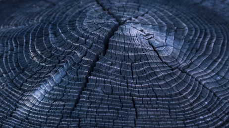 Tree rings / 年轮