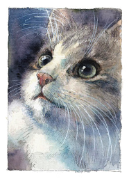 猫咪水彩