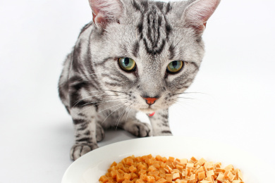 一只吃猫粮的猫 