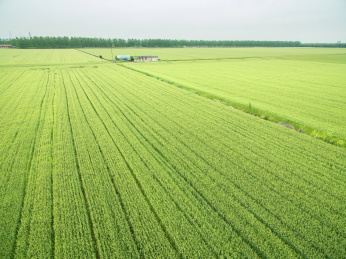 田野
