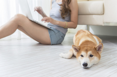 女性,柴犬,使用笔记型计算机,