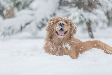 冬季金毛犬在雪中玩耍
