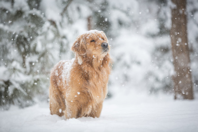冬季金毛犬在雪中玩耍