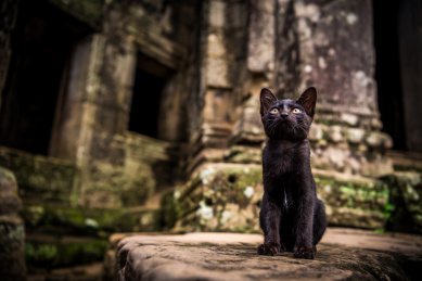 柬埔寨吴哥窟巴戎寺废墟中的可爱黑色流浪小猫