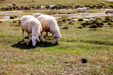 中国坝上草原 牛羊