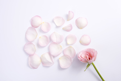 粉色的玫瑰花瓣