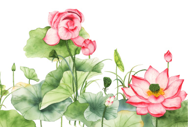 watercolor botanical illustration——lotus